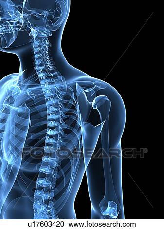 Stock Image - Upper body bones, computer artwork.. Fotosearch