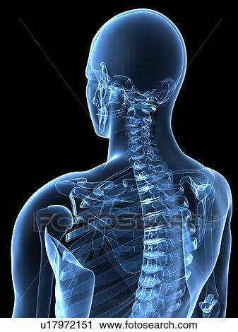 Stock Image - Upper body bones, computer artwork.. Fotosearch