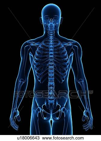 Stock Image - Upper body bones, computer artwork.. Fotosearch