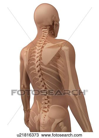 Stock Image - Upper body bones, computer artwork.. Fotosearch