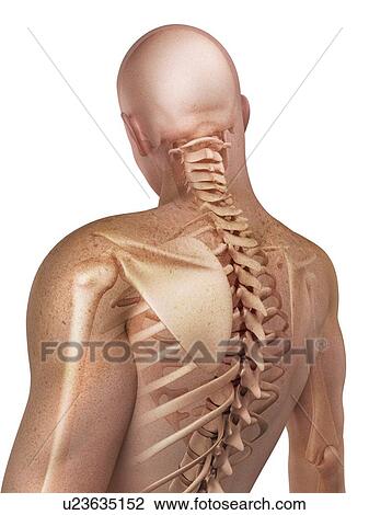 Stock Image - Upper body bones, computer artwork.. Fotosearch