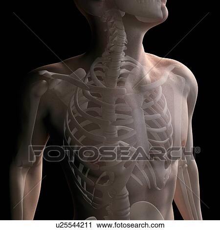 Stock Image - Upper body bones, computer artwork.. Fotosearch
