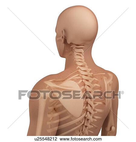 Stock Image - Upper body bones, computer artwork.. Fotosearch