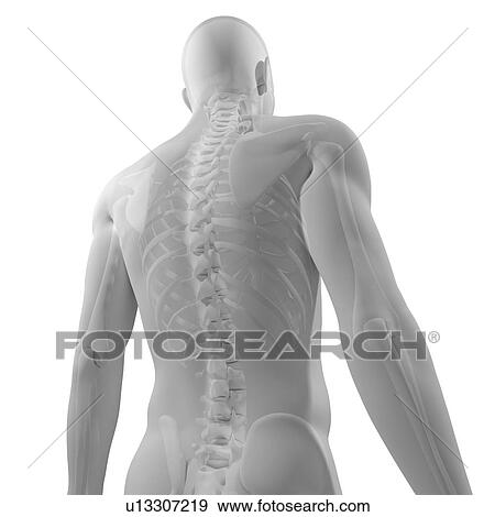 Upper body bones, computer artwork. View Large Photo Image Stock Photo - Upper body bones, computer artwork.. Fotosearch