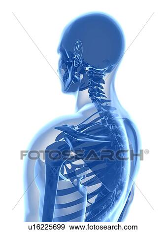 Stock Photo - Upper body bones, computer artwork.. Fotosearch