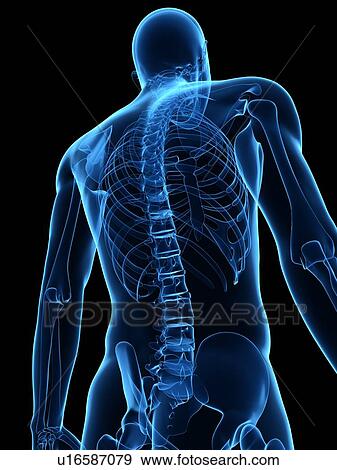 Upper body bones, computer artwork. View Large Photo Image Stock Photo - Upper body bones, computer artwork.. Fotosearch