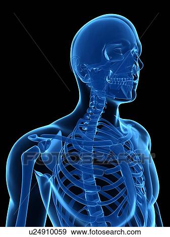 Upper body bones, computer artwork. View Large Photo Image Stock Photo - Upper body bones, computer artwork.. Fotosearch