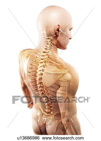 Stock Photograph - Upper body bones, computer artwork.. Fotosearch