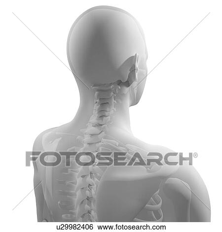 Stock Photograph - Upper body bones, computer artwork.. Fotosearch