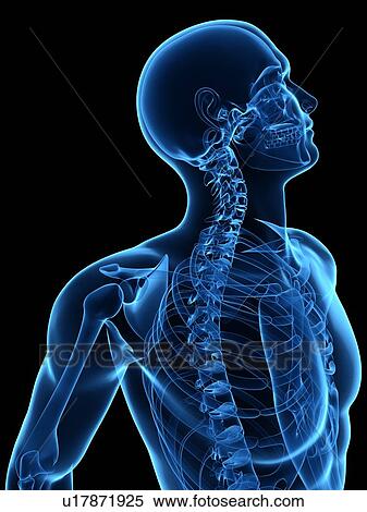Upper body bones, computer artwork. View Large Photo Image Stock Photography - Upper body bones, computer artwork.. Fotosearch