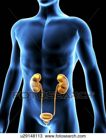 Stock Image - Urinary system. Computer artwork of a male torso and the urinary system, showing kidney, urethra, bladder and suprarenal gland. Fotosearch