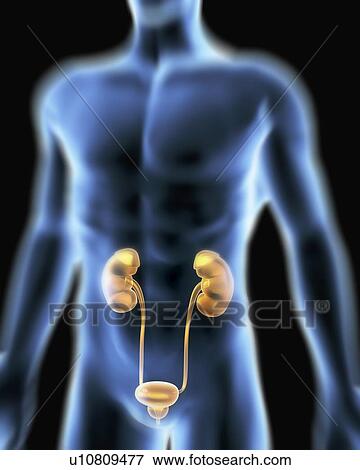 Stock Photo - Urinary system. Computer artwork of a male torso and the urinary system, showing kidney, urethra, bladder and suprarenal gland. Fotosearch