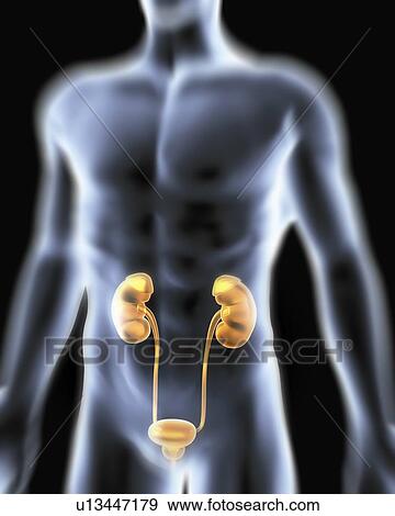 Stock Photo - Urinary system. Computer artwork of a male torso and the urinary system, showing kidney, urethra, bladder and suprarenal gland. Fotosearch