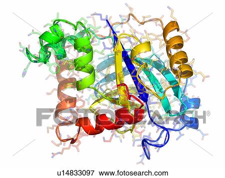 Varicella-zoster virus protease, molecular model. This enzyme is essential to the virus life cycle and so is a target for drugs. View Large Photo Image Stock Photo - Varicella-zoster virus protease, molecular model. This enzyme is essential to the virus life cycle and so is a target for drugs.. Fotosearch
