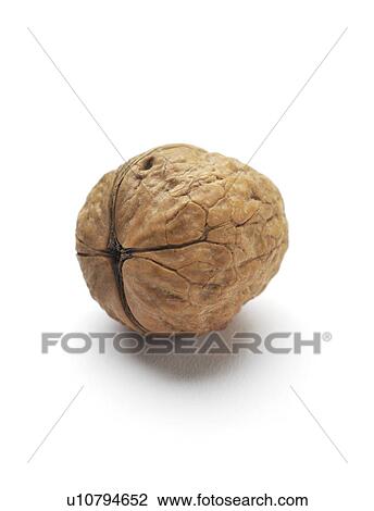 Walnut. View Large Photo Image Stock Image - Walnut.. Fotosearch