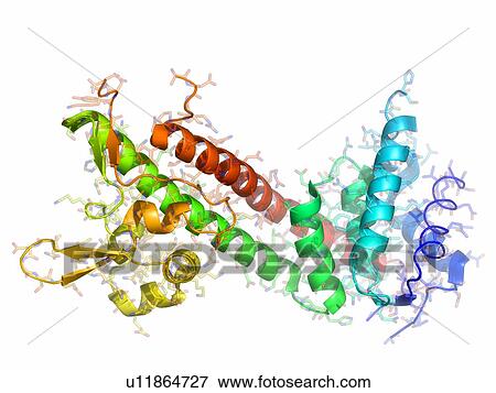 Yersinia pestis virulence factor. Molecular model of the V-antigen protein, a virulence factor in Yersinia pestis, the causative agent of the plague. View Large Photo Image Stock Photo - Yersinia pestis virulence factor. Molecular model of the V-antigen protein, a virulence factor in Yersinia pestis, the causative agent of the plague.. Fotosearch