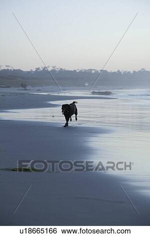 Stock Photograph - A dog running on the beach. Fotosearch