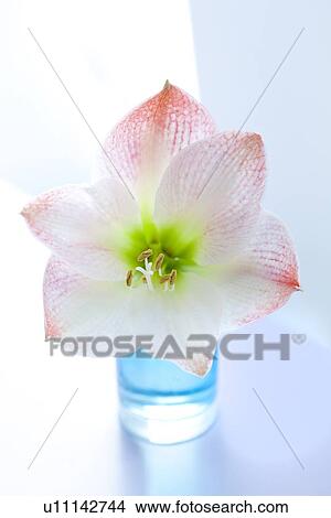 Amaryllis View Large Photo Image Picture - Amaryllis. Fotosearch