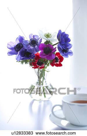 Stock Image - Anemone Flower. Fotosearch