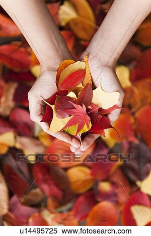 Stock Photography - Autumn Leaves In Cupped Hands. Fotosearch