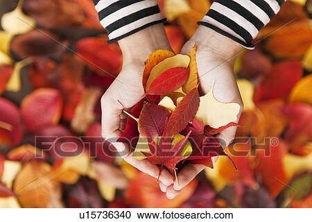 Stock Image - Autumn Leaves In Scooped Hands. Fotosearch