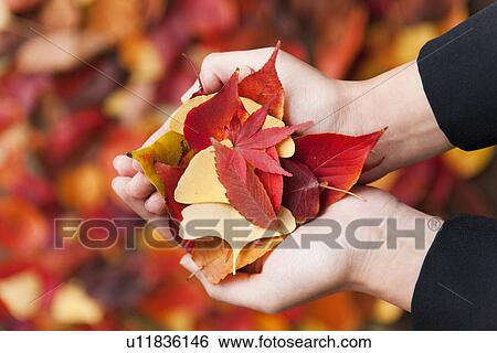 Stock Photograph - Autumn Leaves In Scooped Hands. Fotosearch