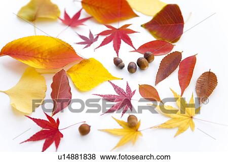 Autumnal Leaves and Acorns View Large Photo Image Stock Photo - Autumnal Leaves and Acorns. Fotosearch