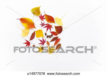 Autumnal Leaves and Acorns View Large Photo Image Stock Photo - Autumnal Leaves and Acorns. Fotosearch