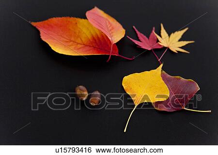 Stock Photograph - Autumnal Leaves and Acorns. Fotosearch