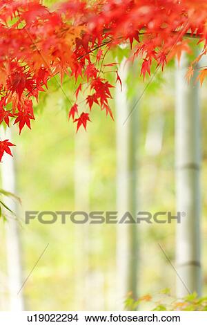 Picture - Autumnal Maple Leaves. Fotosearch