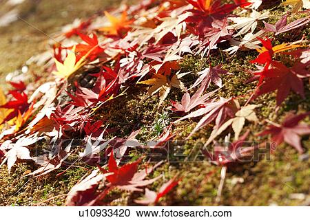 Autumnal Maple Leaves View Large Photo Image Stock Image - Autumnal Maple Leaves. Fotosearch