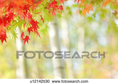 Stock Image - Autumnal Maple Leaves. Fotosearch