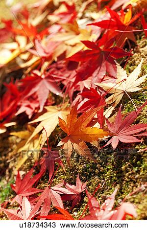 Stock Image - Autumnal Maple Leaves. Fotosearch