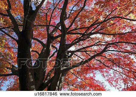 Autumnal maple tree View Large Photo Image Stock Photograph - Autumnal maple tree. Fotosearch