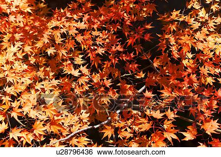 Stock Photograph - Autumnal Maple Tree. Fotosearch