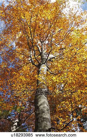 Stock Photography - Autumnal tree. Fotosearch