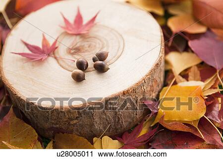 Autumnal Tree Trunk and Leaves View Large Photo Image Stock Image - Autumnal Tree Trunk and Leaves. Fotosearch