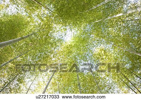 Stock Image - Bamboo Forest. Fotosearch
