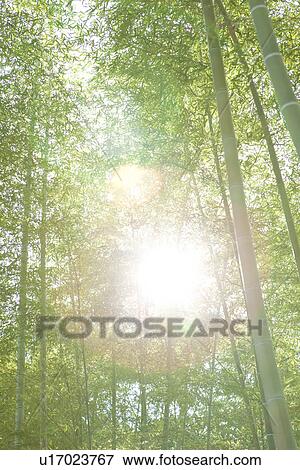 Stock Photo - Bamboo Forest. Fotosearch