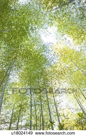 Bamboo Forest View Large Photo Image Stock Photo - Bamboo Forest. Fotosearch