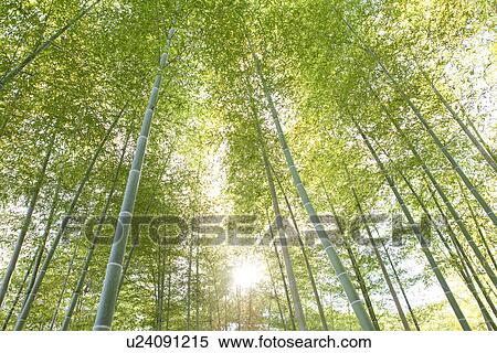 Bamboo Forest View Large Photo Image Stock Photography - Bamboo Forest. Fotosearch