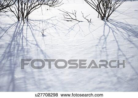 Stock Photo - Bare Tree In Snow. Fotosearch