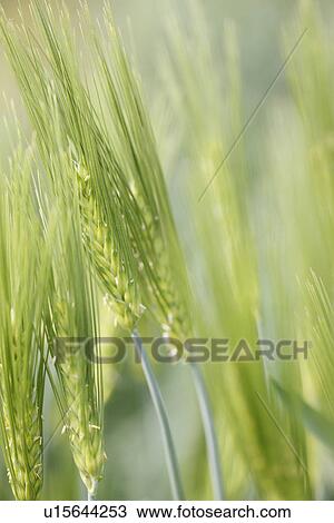 Barley, close-up, Japan View Large Photo Image Stock Image - Barley, close-up, Japan. Fotosearch