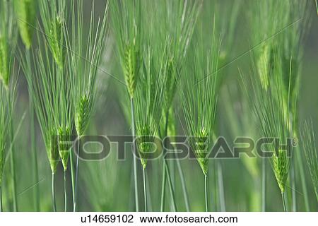 Barley (Hordeum Vulgare) Field View Large Photo Image Stock Image - Barley (Hordeum Vulgare) Field. Fotosearch