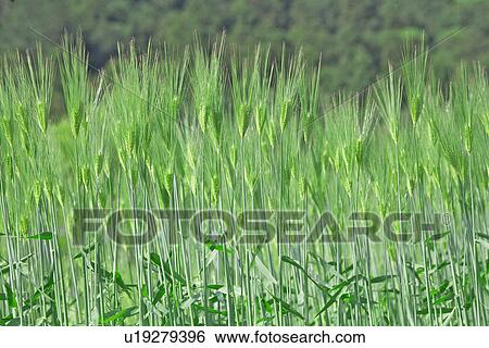 Barley (Hordeum Vulgare) Field View Large Photo Image Stock Photograph - Barley (Hordeum Vulgare) Field. Fotosearch