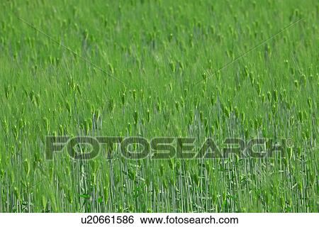 Barley (Hordeum Vulgare) Field View Large Photo Image Stock Photograph - Barley (Hordeum Vulgare) Field. Fotosearch
