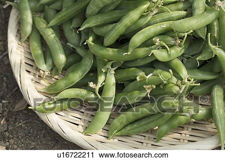Stock Image - Basket of snap peas. Fotosearch