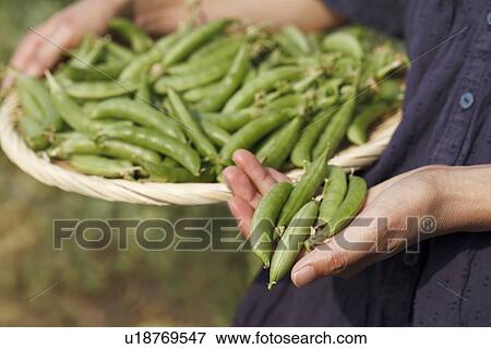 Basket of snap peas View Large Photo Image Stock Photo - Basket of snap peas. Fotosearch