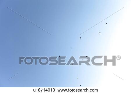 Birds In the Sky View Large Photo Image Stock Image - Birds In the Sky. Fotosearch