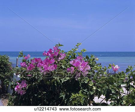 Bougainvillea at beach, Florida, USA View Large Photo Image Stock Image - Bougainvillea at beach, Florida, USA. Fotosearch